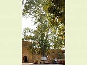 Российская Федерация участвует в престижном международном конкурсе «Европейское дерево года – 2021»